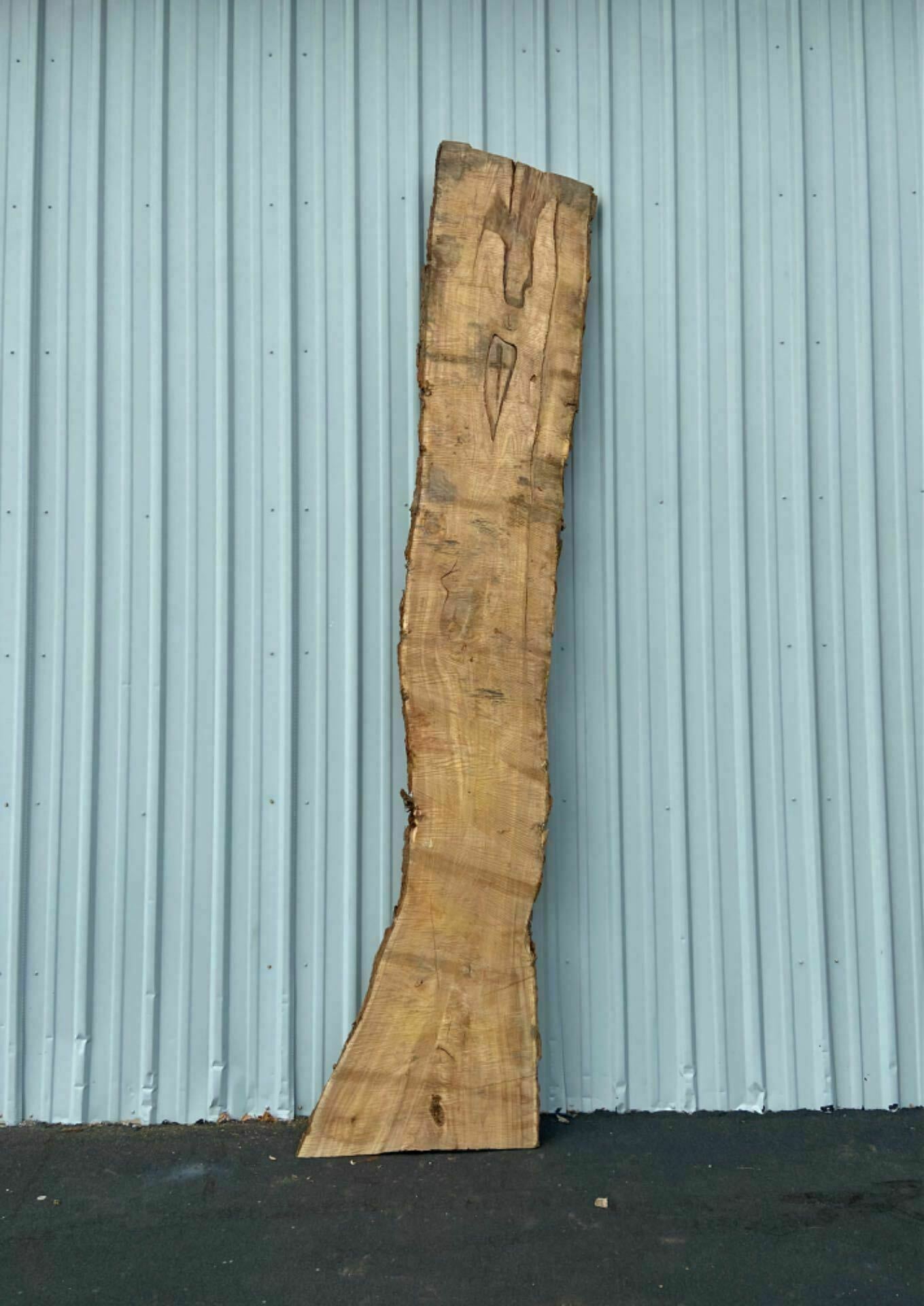 Catalpa Live Edge Slab - CTP 27