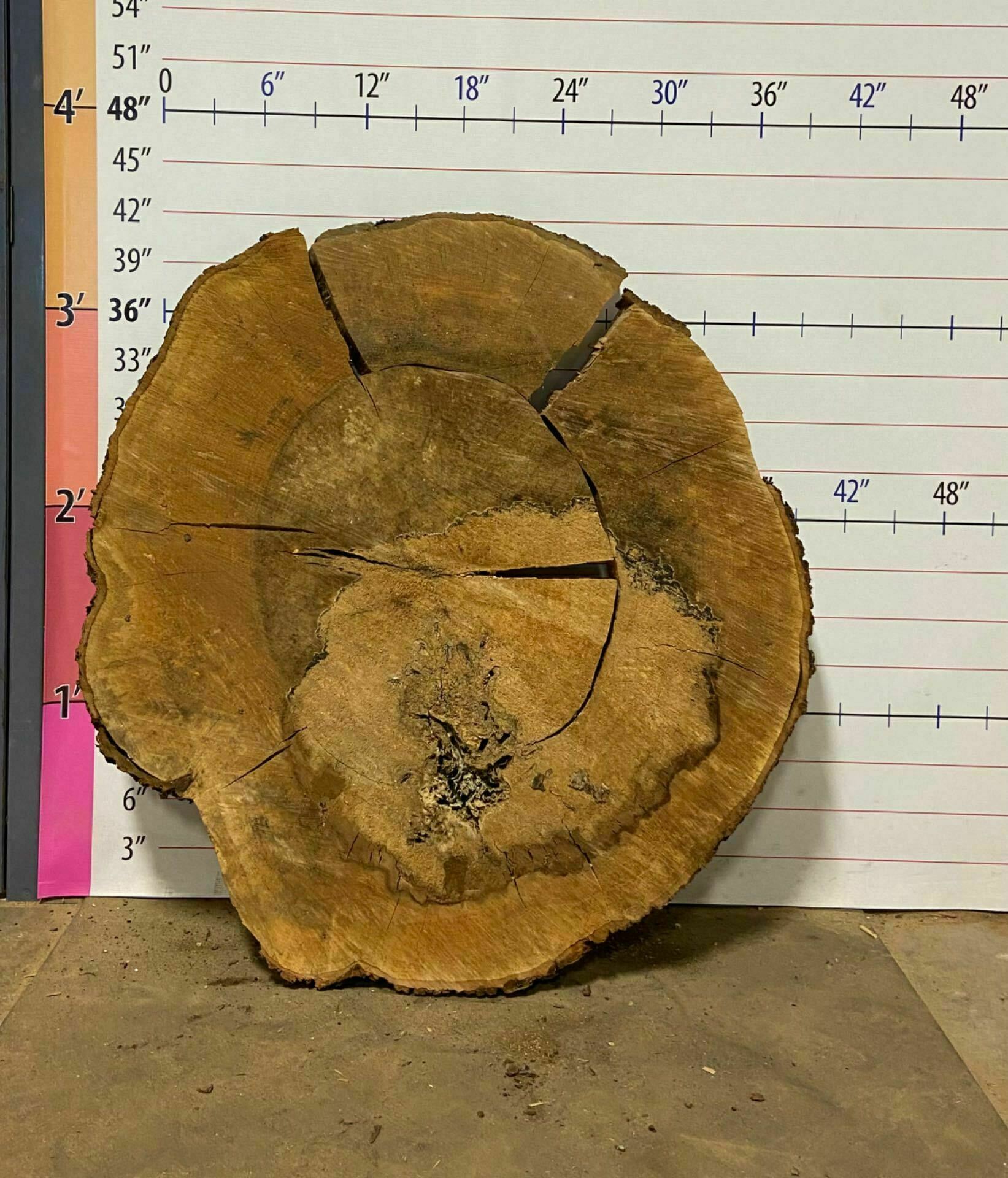 Sugar Maple Wood Cookie - SgM 18