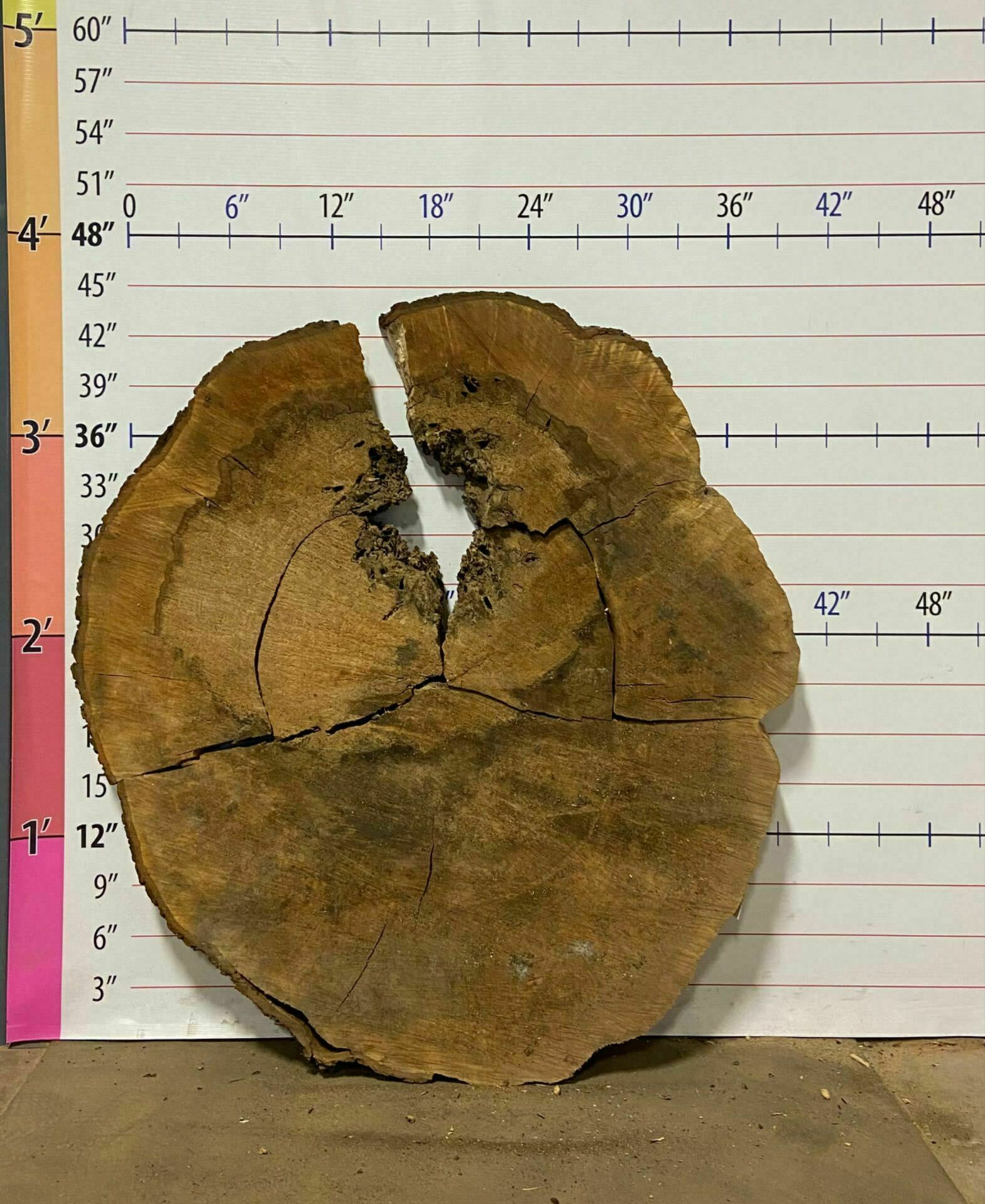 Sugar Maple Wood Cookie - SgM 19
