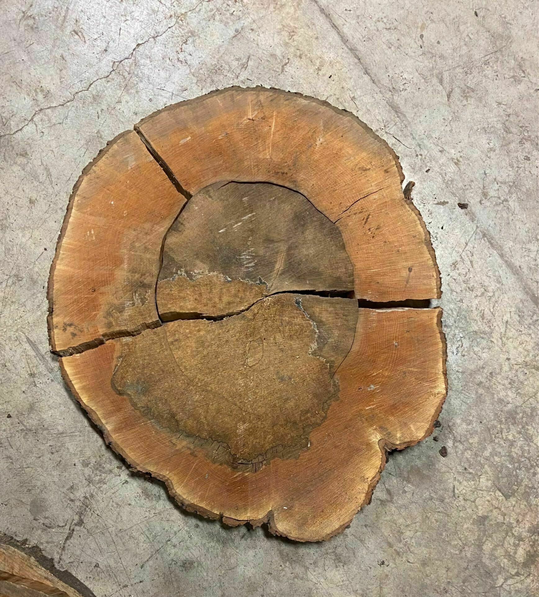 Sugar Maple Wood Cookie - SgM 21