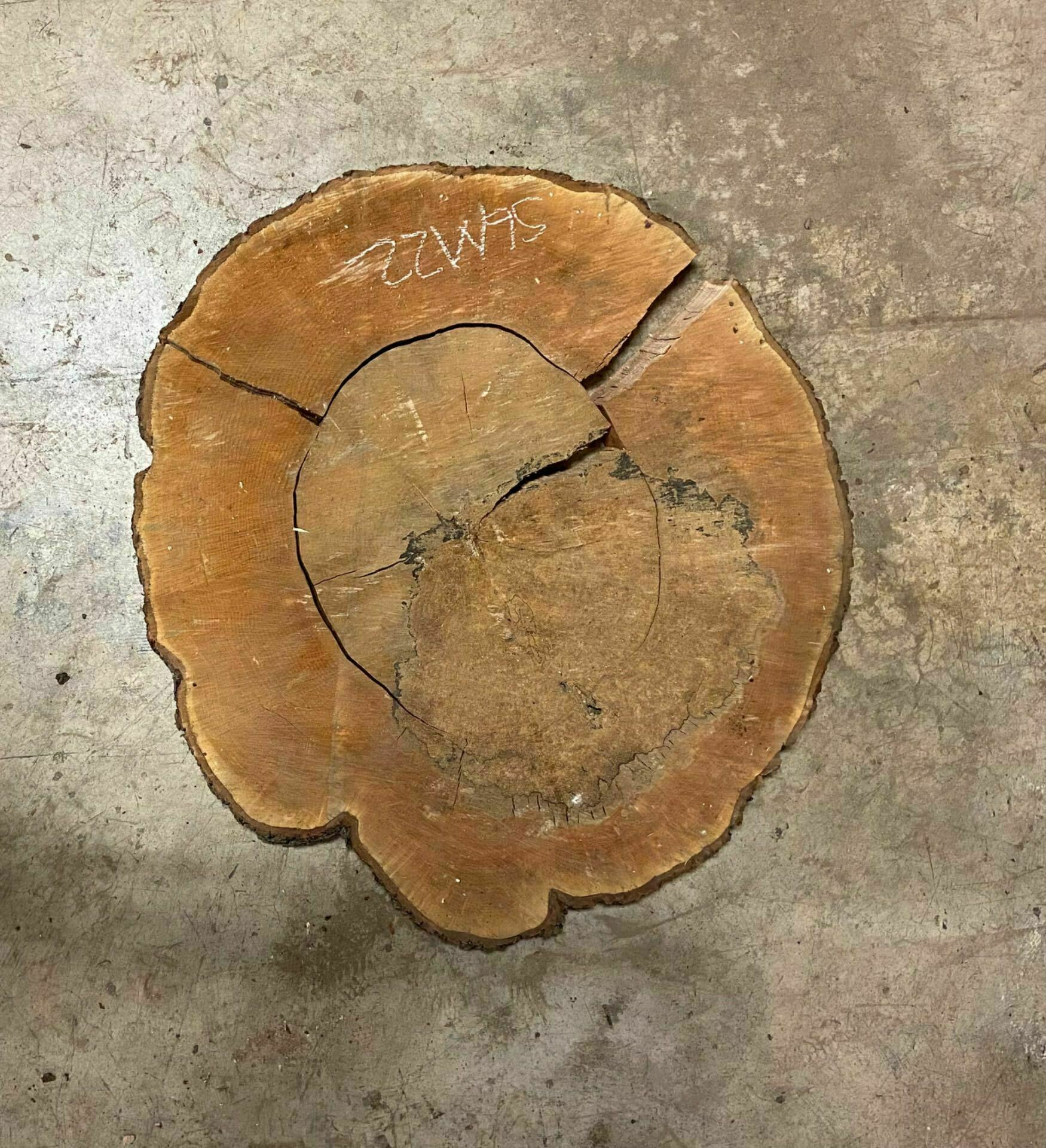 Sugar Maple Wood Cookie - SgM 22