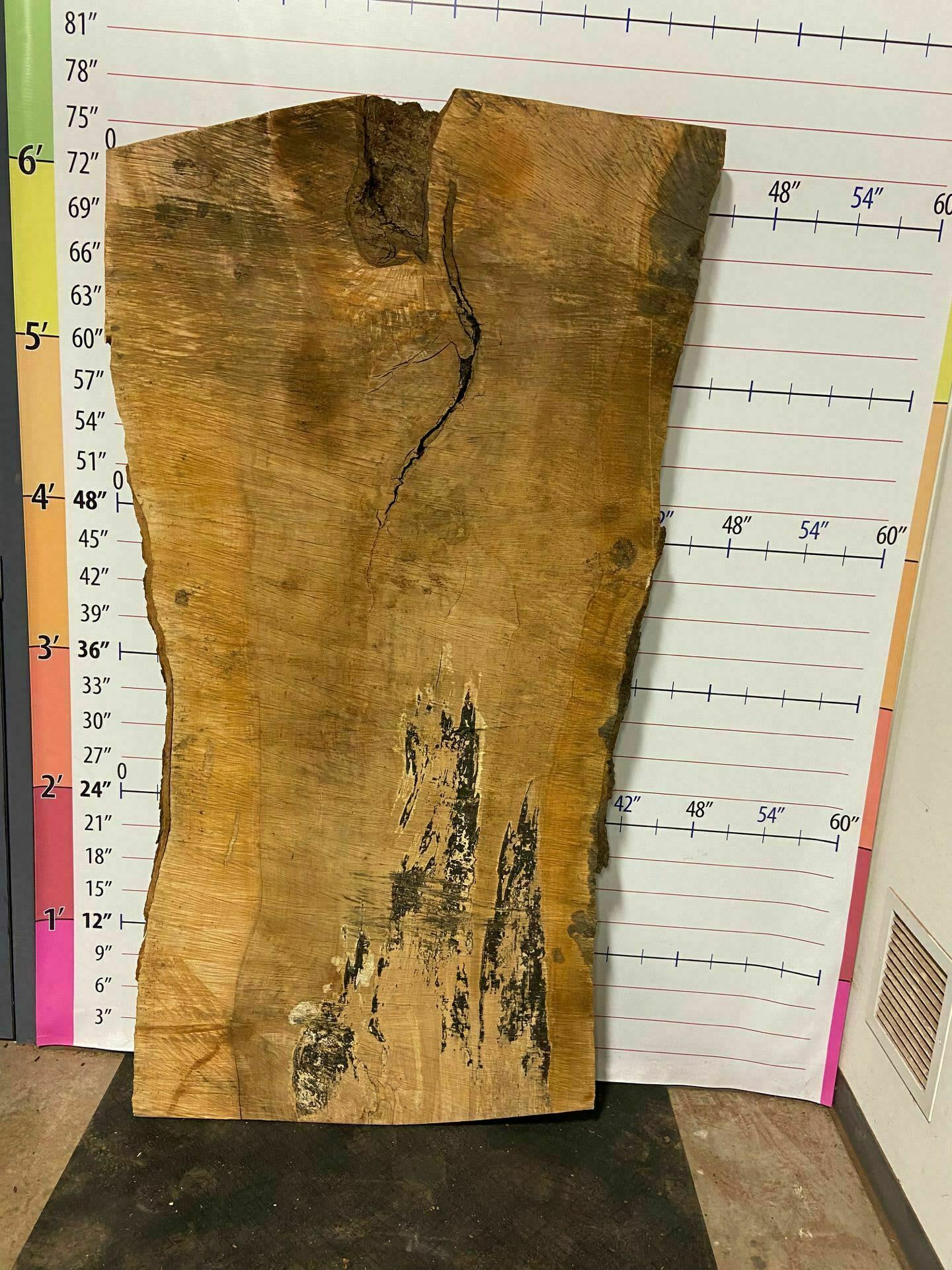 Sugar Maple Live Edge Slab - SgM 3