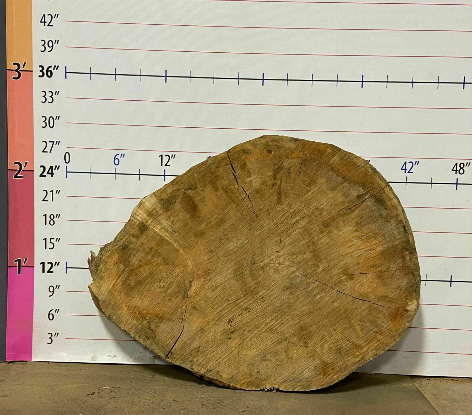 Silver Maple Wood Cookie - SlvM 12
