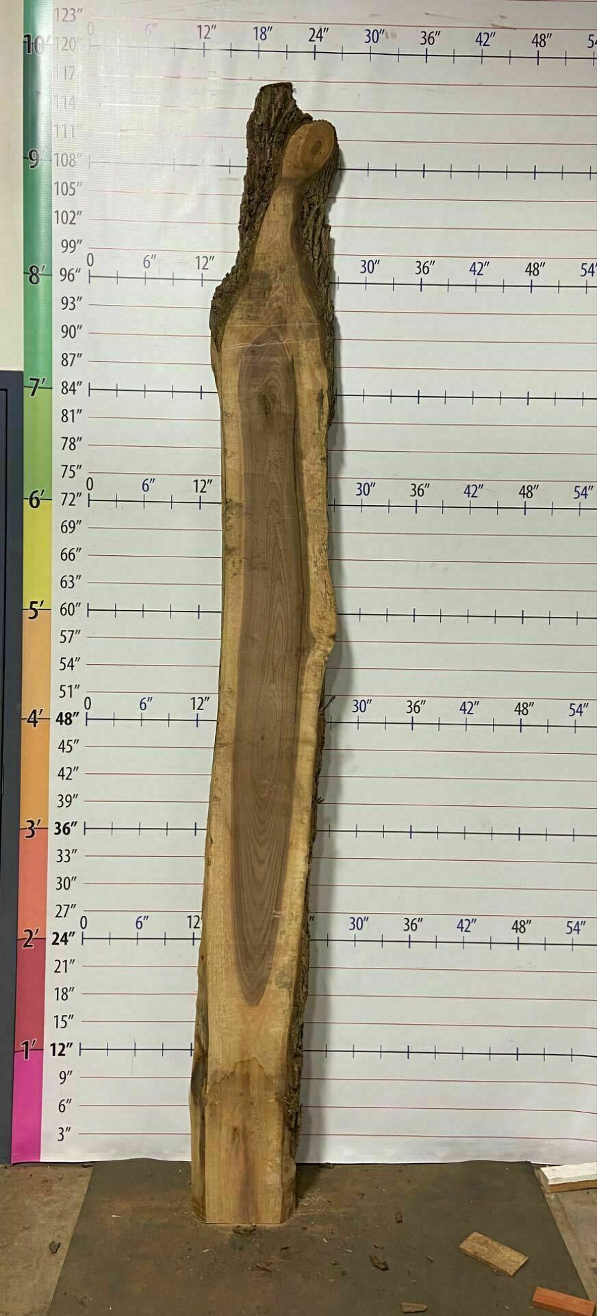 Walnut Live Edge Slab - W 24